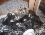 Die fünf Katzenjungen 6 Wochen alt mit einem älteren Geschwister.